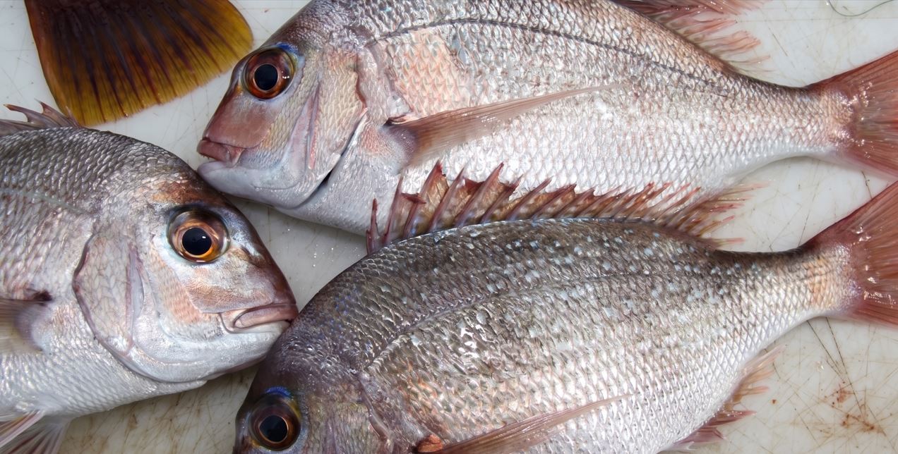 Rare Snapper Lutjanus arakan Discovered for First Time in Indian Waters off Gopalpur!